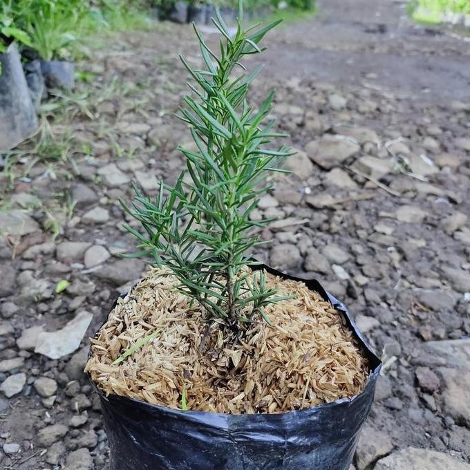 

Terlaris Bibit Tanaman Rosemary - Pohon Daun Dan Bunga Herbal Bumbu Masak
