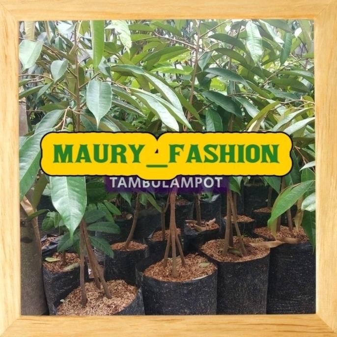 

Terlaris Bibit Tanaman Buah Durian Montong Kaki 3 Okulasi Stek Cangkok -Afk A