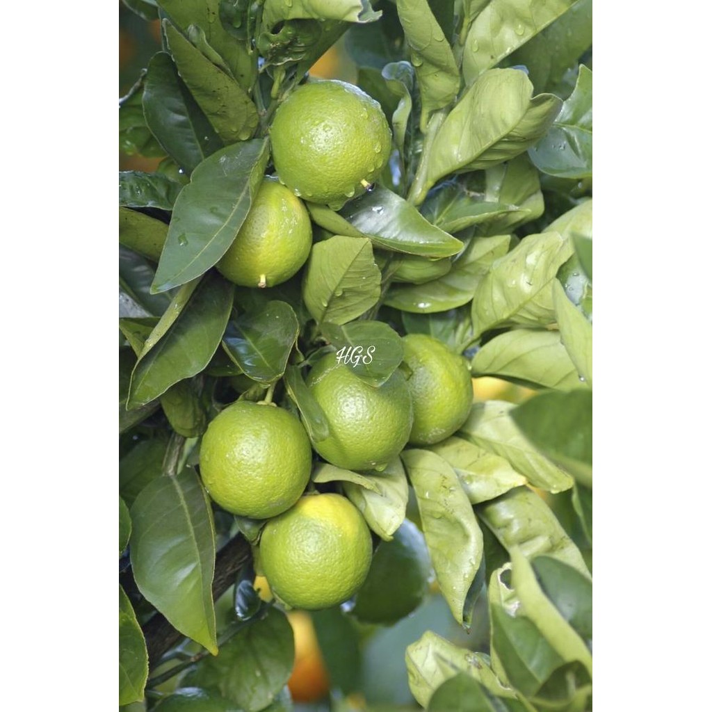 

Terlaris Bibit Tanaman Buah Jeruk Nipis Supeerr