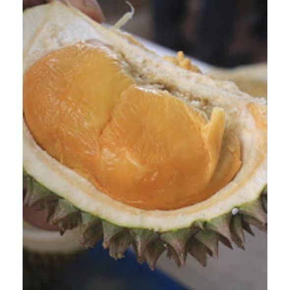 

Terlaris Bibit Durian Duri Hitam Siap Tanam Kualitas Ok