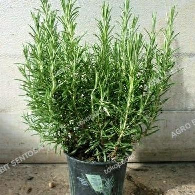 

Terlaris Benih Bibit Tanaman Rosemary Original Unggul Asli