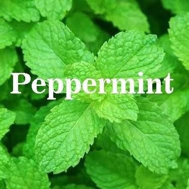 

Terlaris Bibit Biji Benih Herbal Daun Mint Peppermint Aroma Mentol
