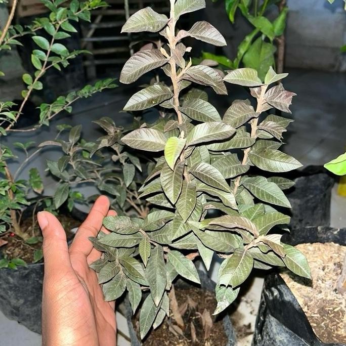 

Terlaris Bibit Jambu Krikil Merah Berbunga