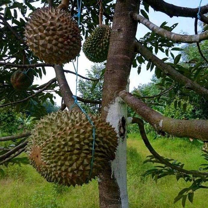 

Terlaris Bibit Durian Duri Hitam Unggul