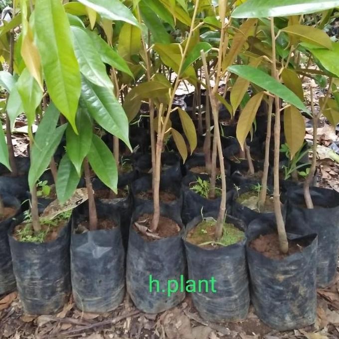 

Terlaris Bibit Pohon Durian Musangking Kaki 1 ( 1M Up)