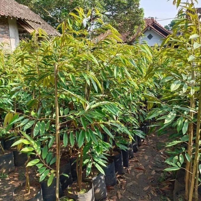 

Terlaris Pohon Bibit Durian Musang King Tinggi 1,5 M