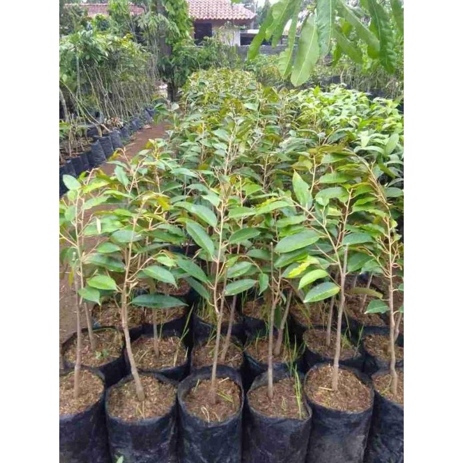 

Terlaris Bibit Buah Durian Bawor