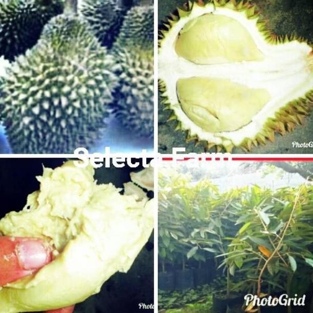 

Terlaris Tanaman Bibit Buah Durian Tai Babi Fres