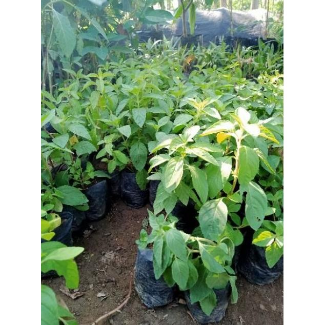 

Terlaris Paket Hemat 5 Bibit Daun Mint // Daun Papermint Harga Bersaing