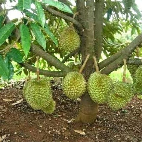 

Terlaris Bibit Durian Bawor Hasil Okulasi Super