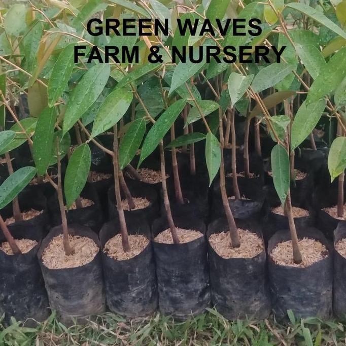 

Terlaris Bibit Durian Ioi/Hajjah Hasmah/Mas Muar (D168) 40 Cm - 50 Cm