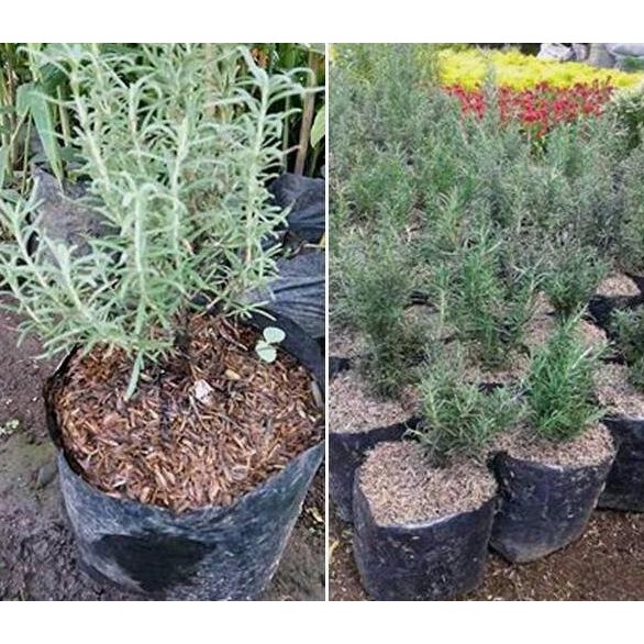 

Terlaris Bibit Tanaman Rosemary