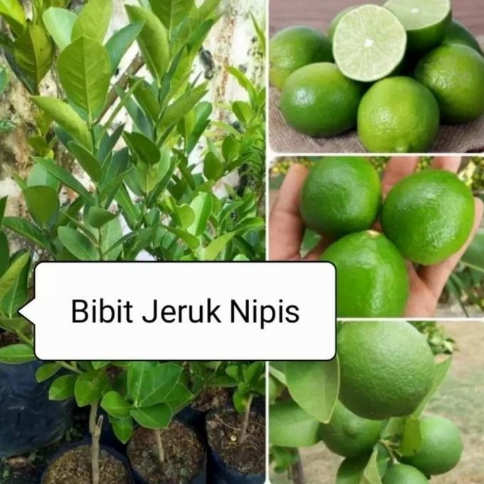 

Terlaris Bibit Pohon Jeruk Nipis Tanaman Buah Herbal Pp22 A Dd80