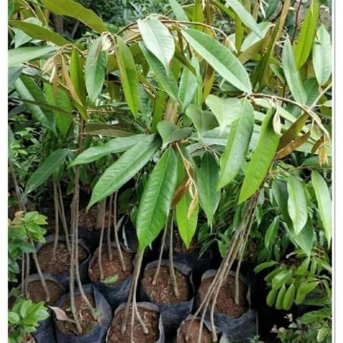 

Terlaris Bibit Tanaman Buah Durian Duri Hitam Kaki 3 Super