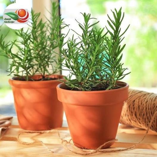 

Terlaris Tanaman Rosemary Pengusir Nyamuk - Bibit Pohon Rosmery Wangi