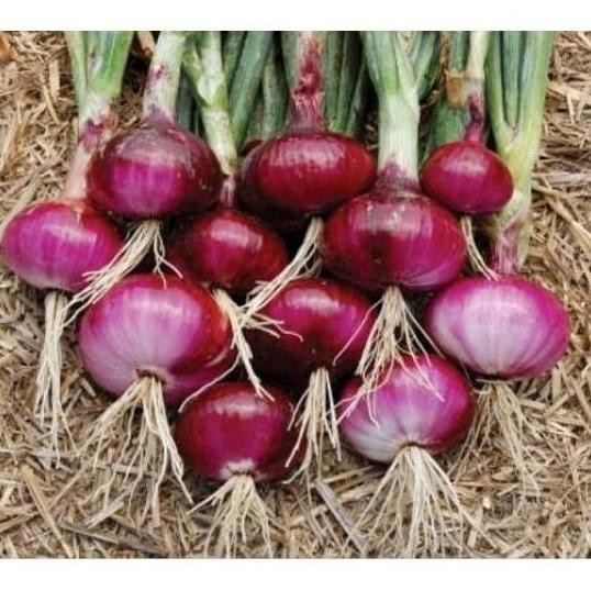 

Terlaris Bibit Benih Biji Sayur Bawang Merah - Bibit Tanaman Pohon Bawang Merah