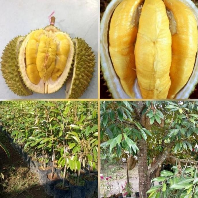 

Terlaris Bibit Durian Musangking Unggul Cepat Berbuah