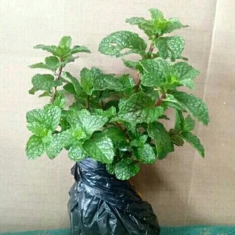 

Terlaris Bibit Daun Mint Siap Tanam