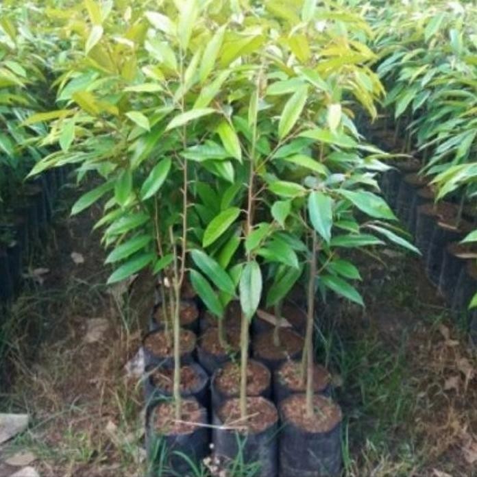 

Terlaris Bibit Durian Musang King Tinggi 1 Meter