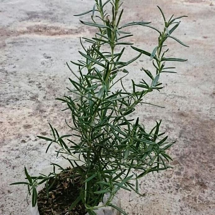 

Terlaris Bibit Tanaman Rosemary ( Obat Herbal )