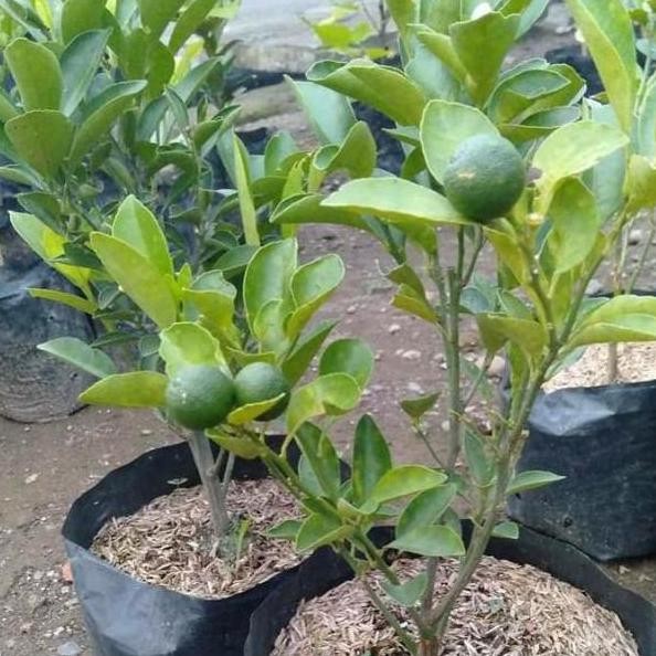 

Terlaris Bibit Tanaman Buah Jeruk Nipis Berbuah Atv