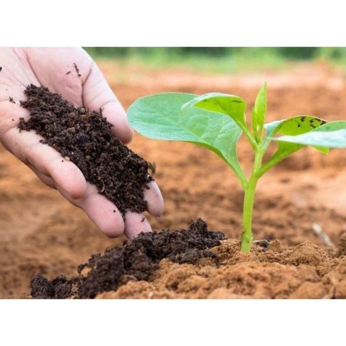 

Terlaris Peest Kohe Pupuk Kandang Murni Fermentasi 3Kg