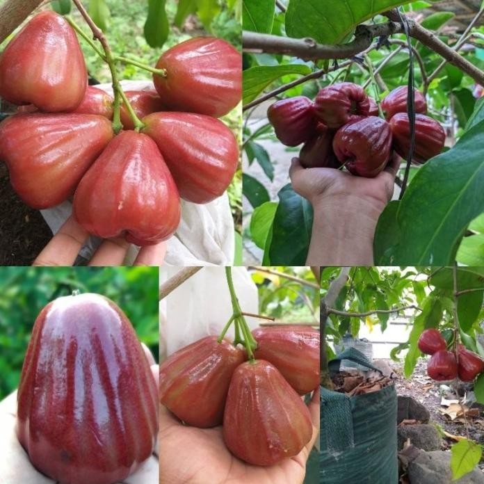 

Terlaris Bibit Jambu Air Dalhari Tinggi 50 Cm Up Batang Besar Cepat Berbuah