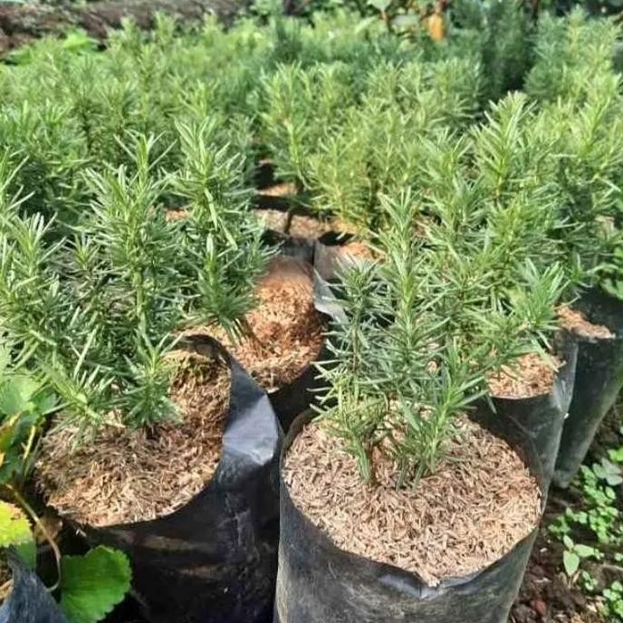 

Terlaris Bibit Tanaman Rosemary-Pohon Daun Dan Bunga Herbal/Super Duper Murah