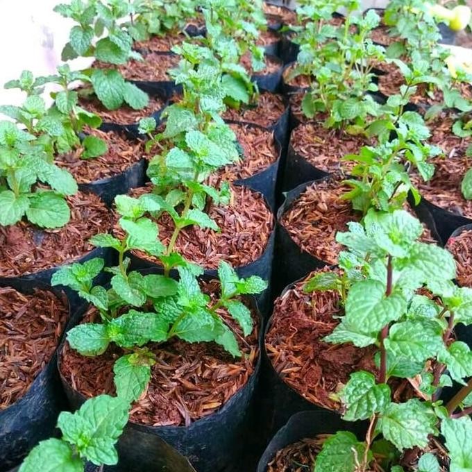 

Terlaris Bibit Tanaman Daun Mint Daun Menthol
