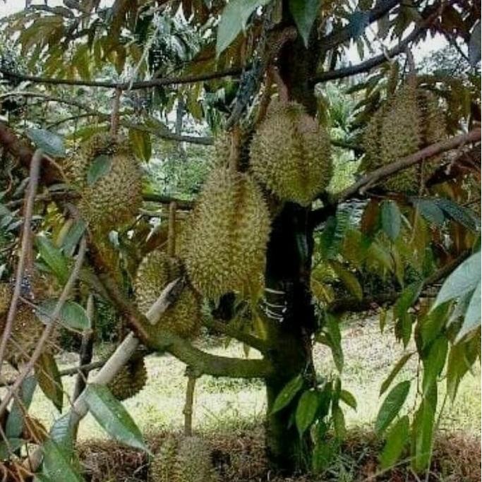 

Terlaris Bibit Buah Durian Bawor Artificial