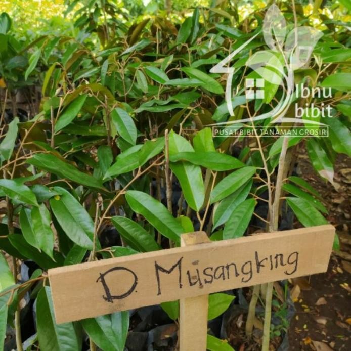 

Terlaris Barang Ini Ready Stock Ya Kak / Bibit Durian Musangking Bisa Berbuah