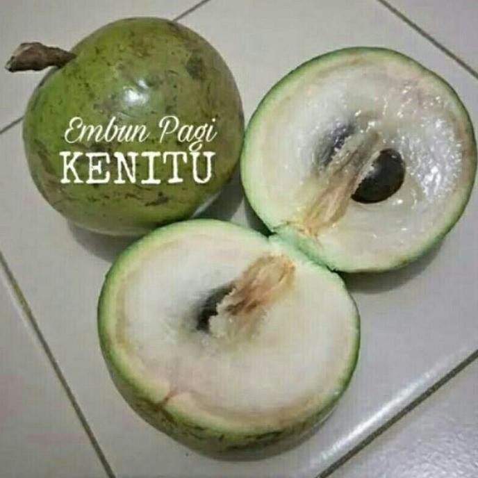 

Terlaris Genitu Manila Sawo Sawo Ijo Buah Durian Susu Sawo Tanaman Bibit Kenitu Tos