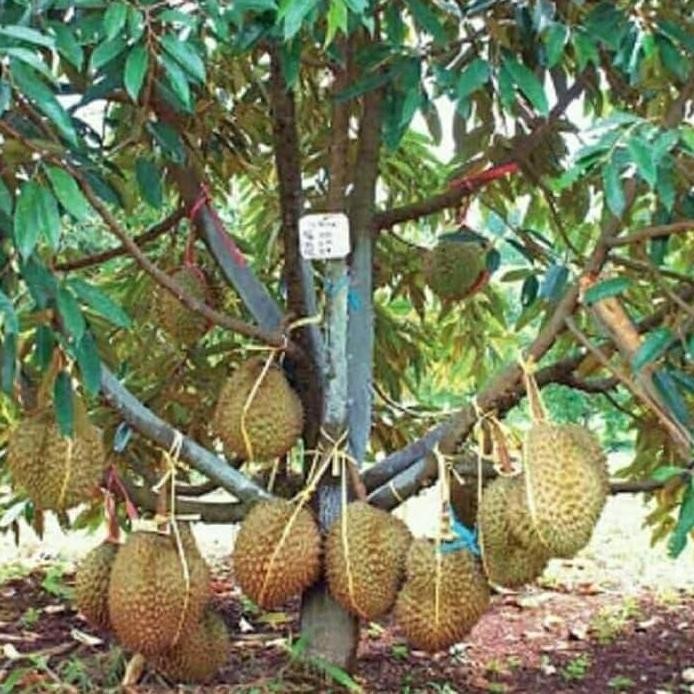 

Terlaris Bibit Durian Montong Bejo Bibit