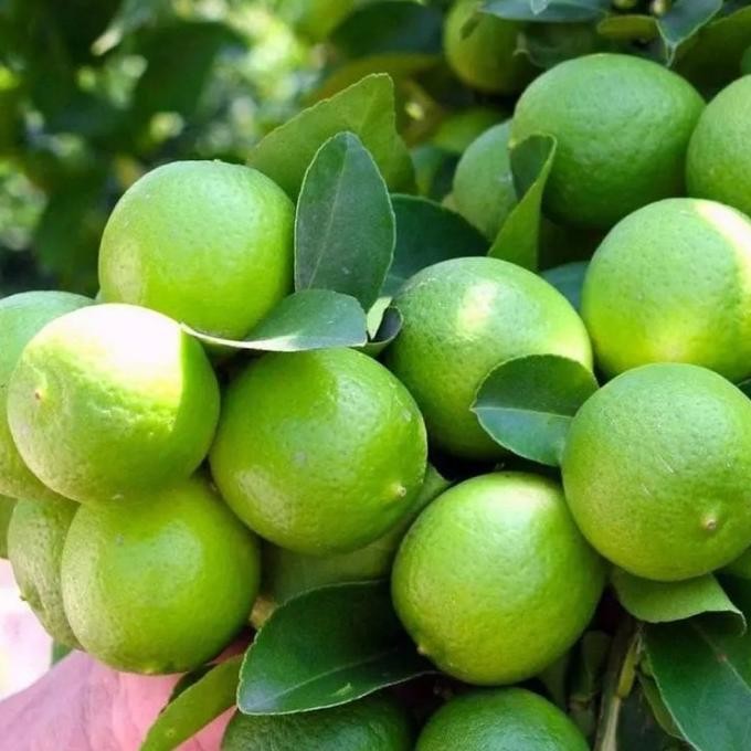 

Terlaris Bibit Jeruk Nipis Asli Tanaman Buah Hasil Okulasi Super Oxzvwg 0703Ev