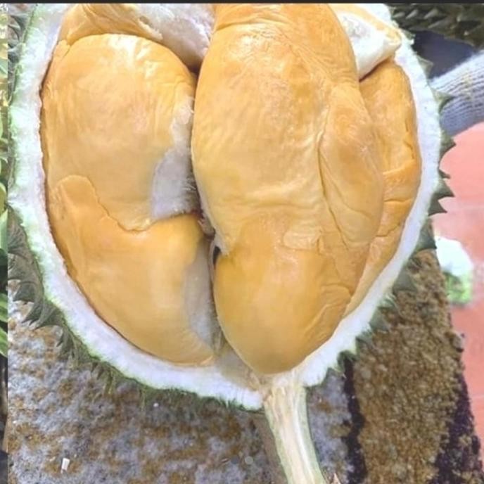 

Terlaris Bibit Tanaman Buah Durian Mentega Kaki 3 New Atz
