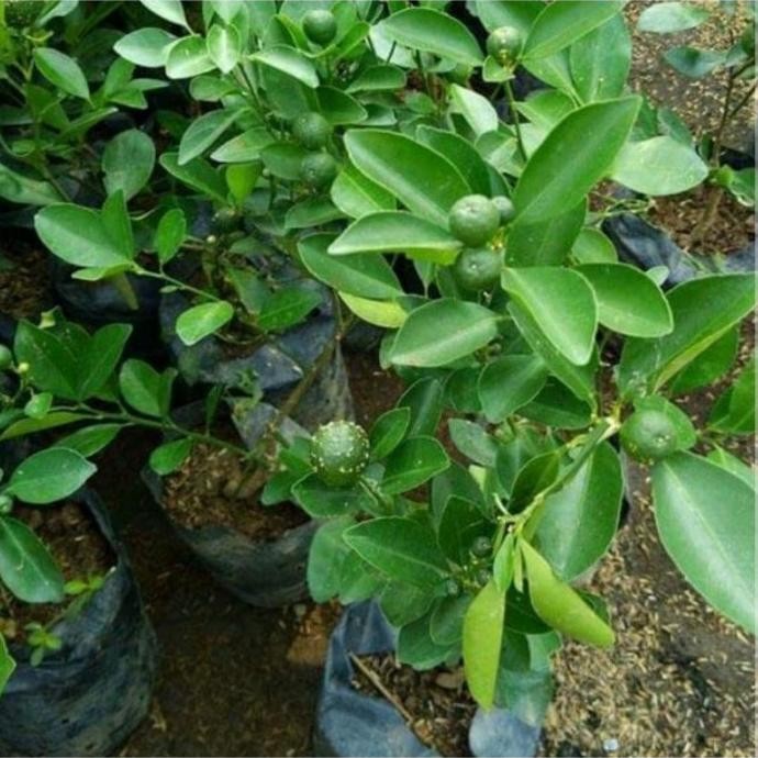 

Terlaris Bibit Jeruk Nipis Pcpxxt 1267Lx