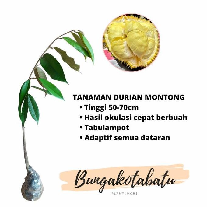 

Terlaris Bibit Tanaman Buah Durian Montong