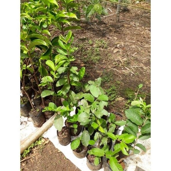 

Terlaris Bibit Jambu Kristal Putih Hasil Cangkok