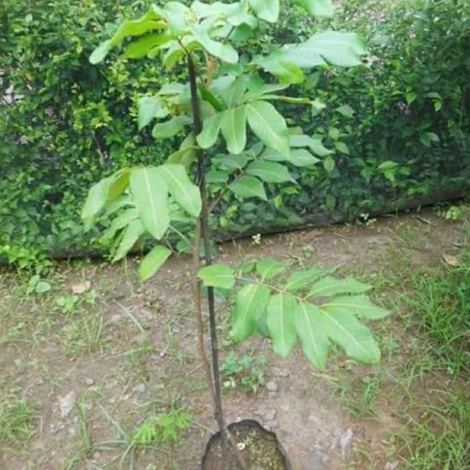 

Terlaris Bfav - Bibit Tanaman Buah Lengkeng Aroma Durian Benih Pohon Di Dalam Pot Berkualitas