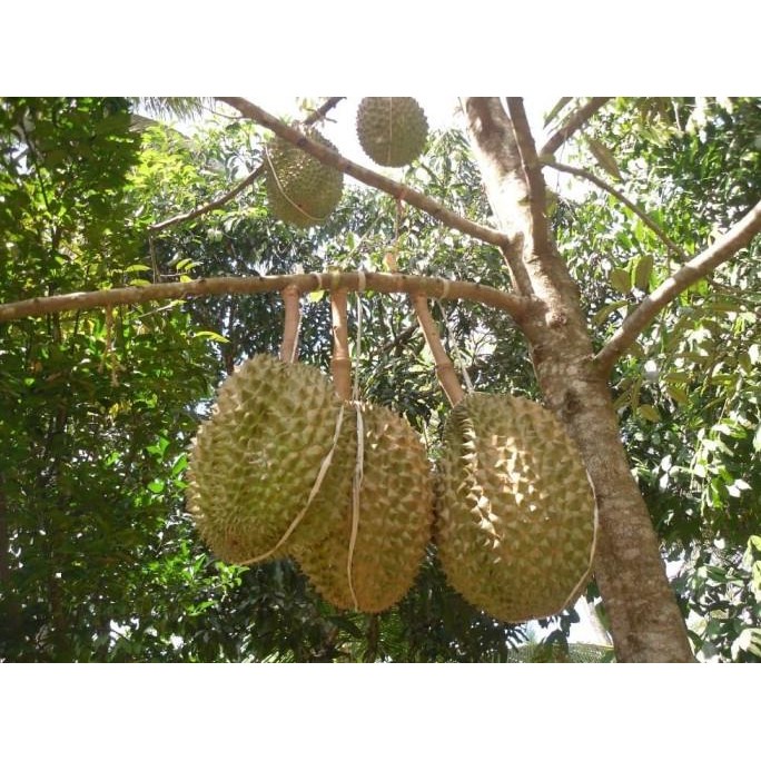 

Terlaris Bibit Durian Montong