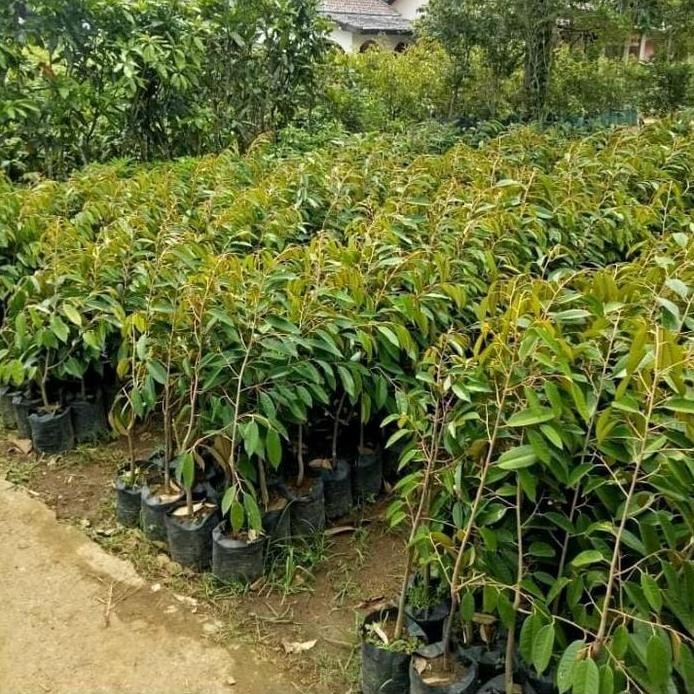 

Terlaris Benih Bibit Tanaman Durian Duri Hitam