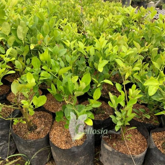 

Terlaris Bibit Tanaman Buah Jeruk Nipis / Jeruk Pecel Cangkok Cep Sikpwo 3293An