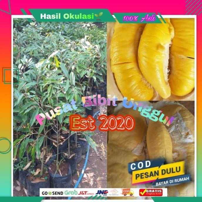 

Terlaris Paket Bibit Durian Musangking Berkualitas