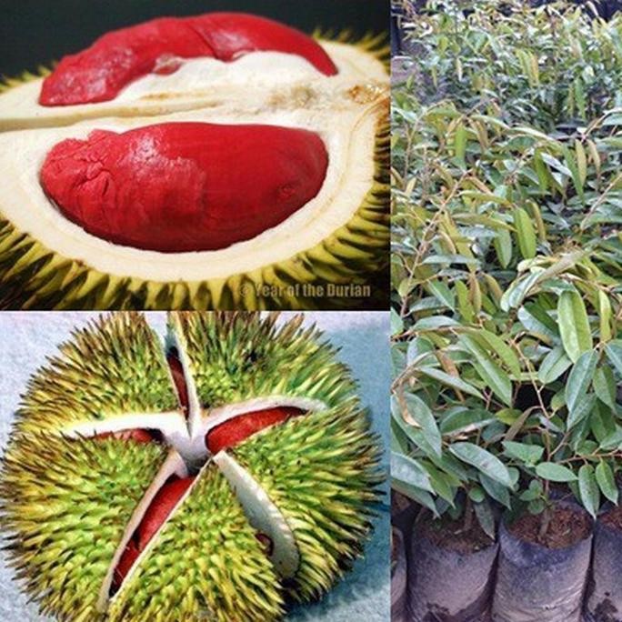 

Terlaris Bibit Durian Merah Hasil Okulasi Cepat Berbuah