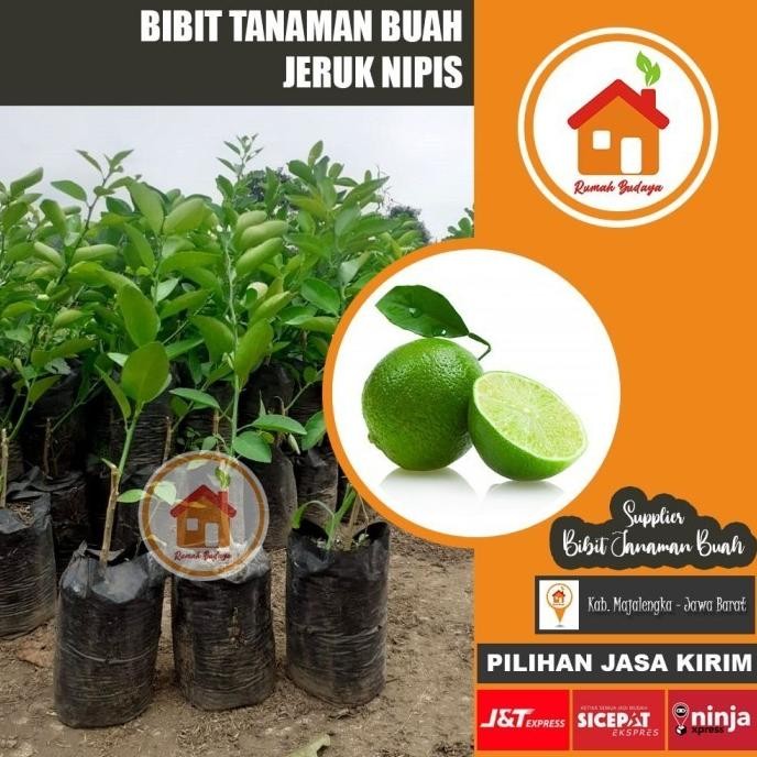 

Terlaris Barang Super Freess Bibit Jeruk Nipis Pohon Jeruk Nipis Tanaman Buah Herbal - Jeruk