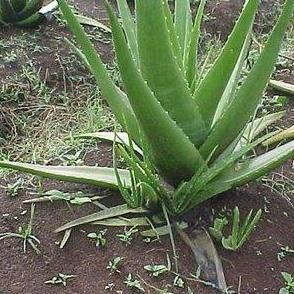 

Terlaris Bibit Lidah Buaya Kalimantan Ukuran Kecil - Jumbo