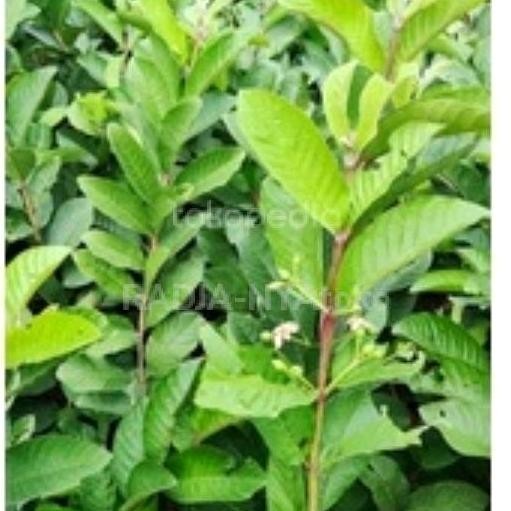 

Terlaris Bibit Jambu Kristal Putih Siap Berbuah