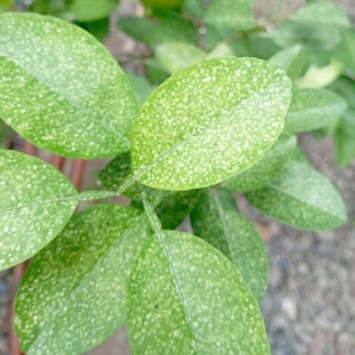 

Terlaris Tanaman Jeruk Nipis/Bibit Tanaman Jeruk Nipis Lhrdms 8850Cl