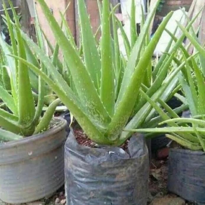 

Terlaris Bibit Lidah Buaya Jumbo Besar