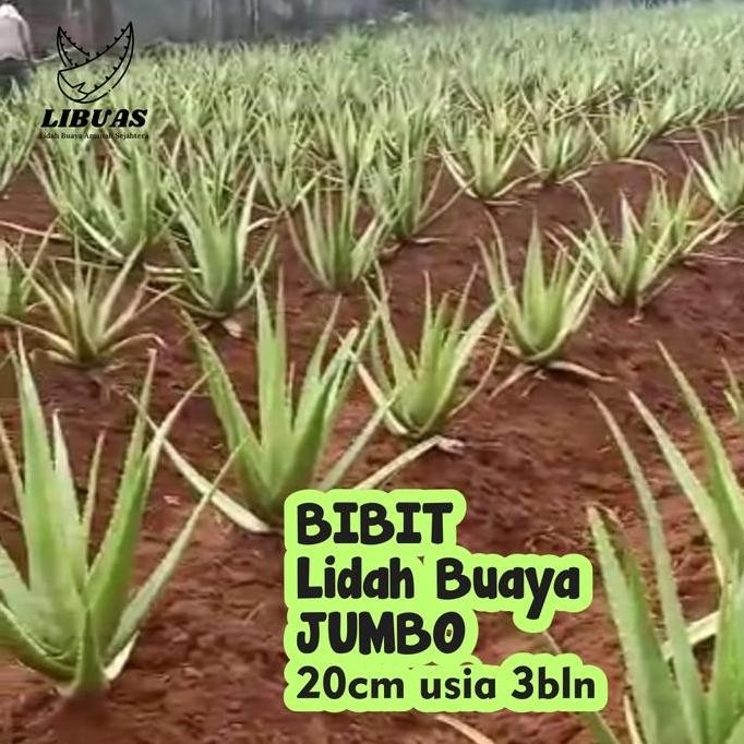 

Terlaris Bibit Anakan Lidah Buaya Jumbo 20Cm Usia 3 Bulan, Benih Jumbo